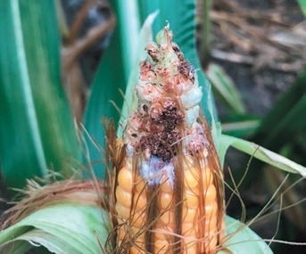 Грибниця Fusarium verticillioides на качанах кукурудзи, пошкоджених личинками лускокрилих шкідників