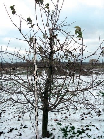 Дерево Амулета на підщепі 54–118