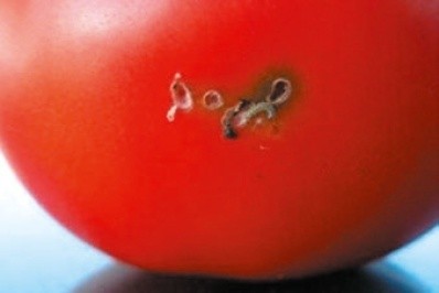 Плід томата, пошкоджений південноамериканською томатною міллю