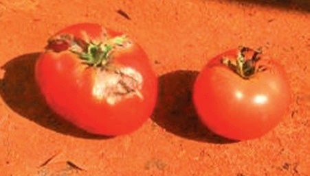 Ураження томатів збудником бактеріального раку C. michiganensis subsp. michiganensis