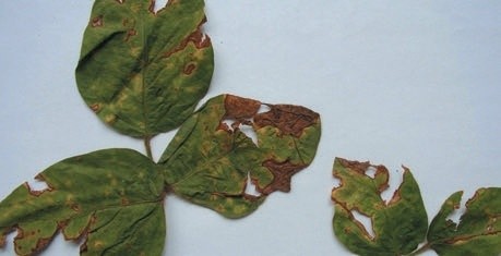 Кутаста плямистість сої, збудник Pseudomonas savastanoi pv. Glycinea