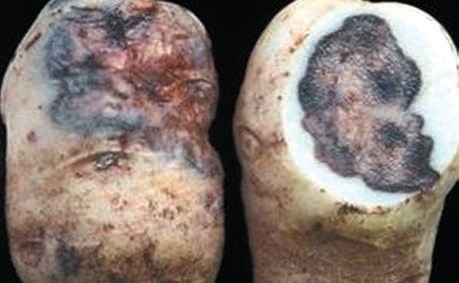 М’яка гниль картоплі, збудник Pectobacterium carotovorum subsp. Carotovorum