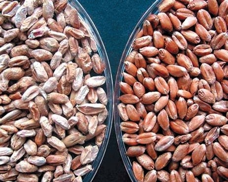 Уражене фузаріозом (ліворуч) та здорове зерно