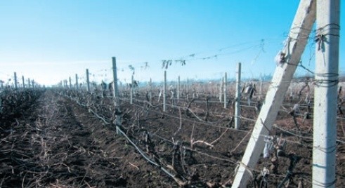 Культивація ґрунту в міжряддях та обрізування кущів виноградників сприяє обмеженню чисельності шкідників