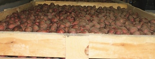 Фахівці радять зберігати картоплю в ящиках або контейнерах