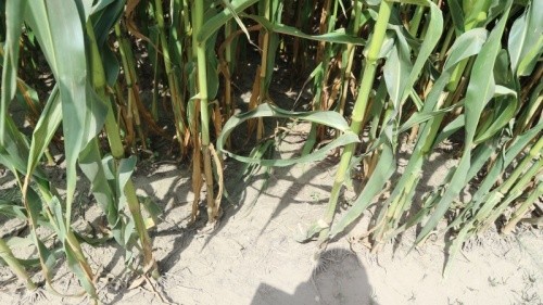 На таких ґрунтах вирощують кукурудзу в AgriLab Farming