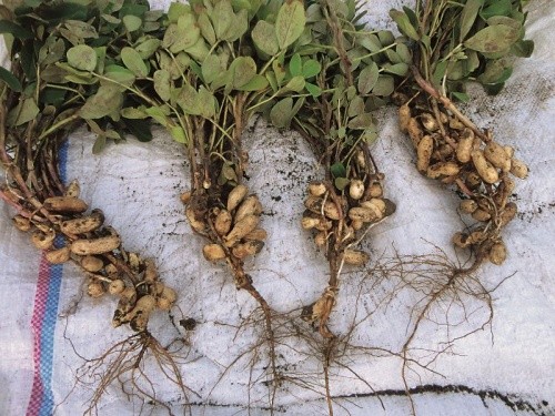 Урожай українського арахісу (рослини в центрі — без додаткового підгортання, ліворуч і праворуч  із додатковим підгортанням)