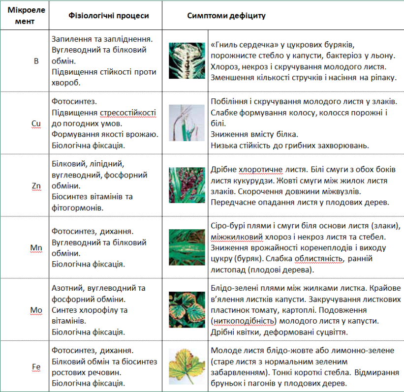 Таблиця 1. Ключова роль мікроелементів у фізіологічних процесах рослин